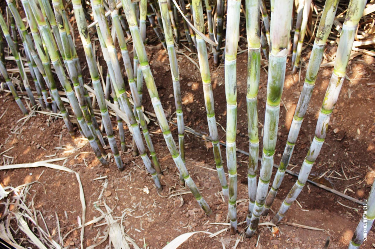 Drig-Irrigated-Sugarcane-in-Maharashtra