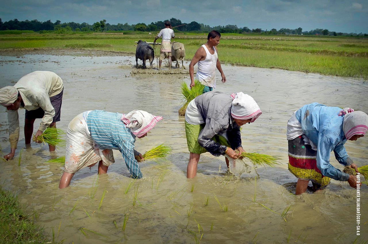 Paddy_cultivation