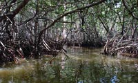 mangrove conservation
