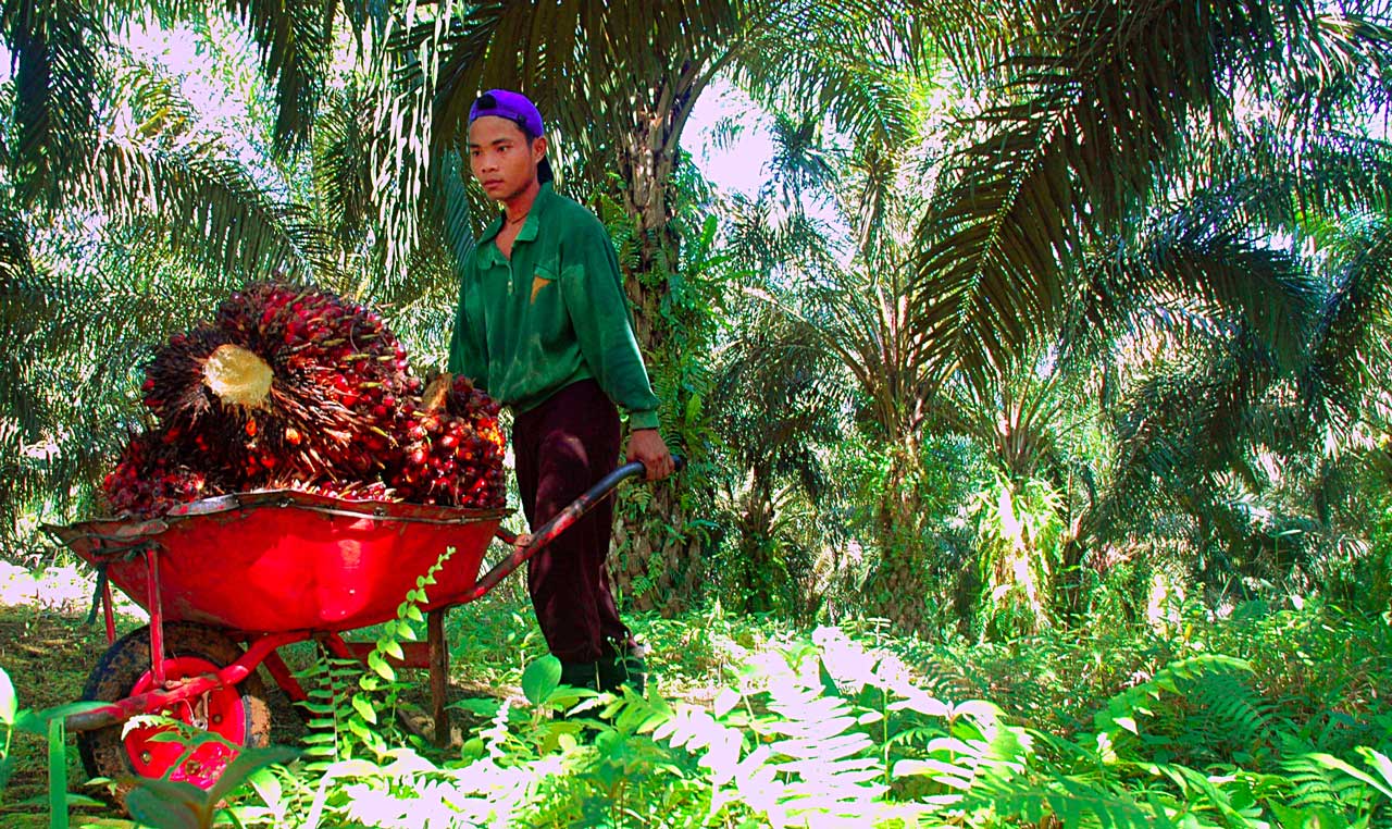 Indonesian-palm-oil-industry
