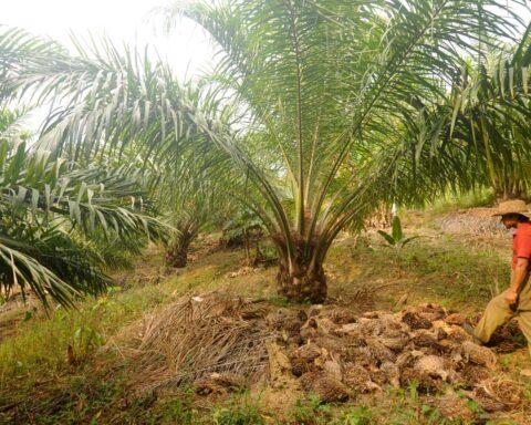 oil palm cultivation