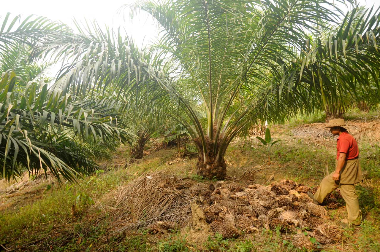 oil palm cultivation