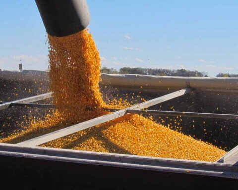 corn based ethanol