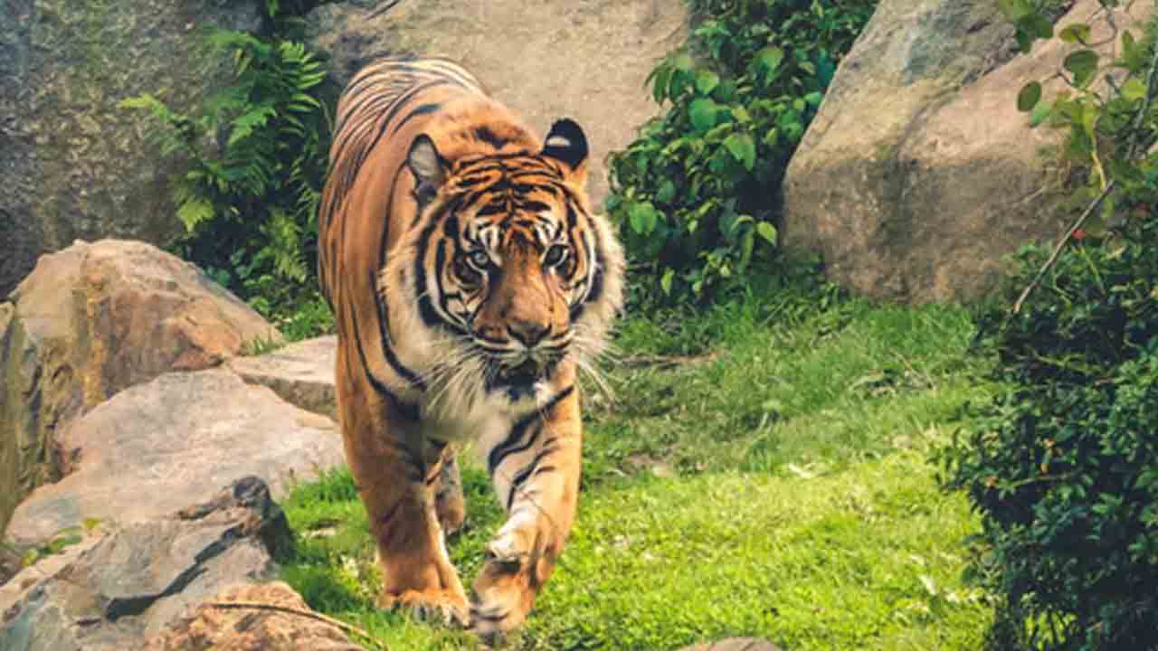 tiger deaths