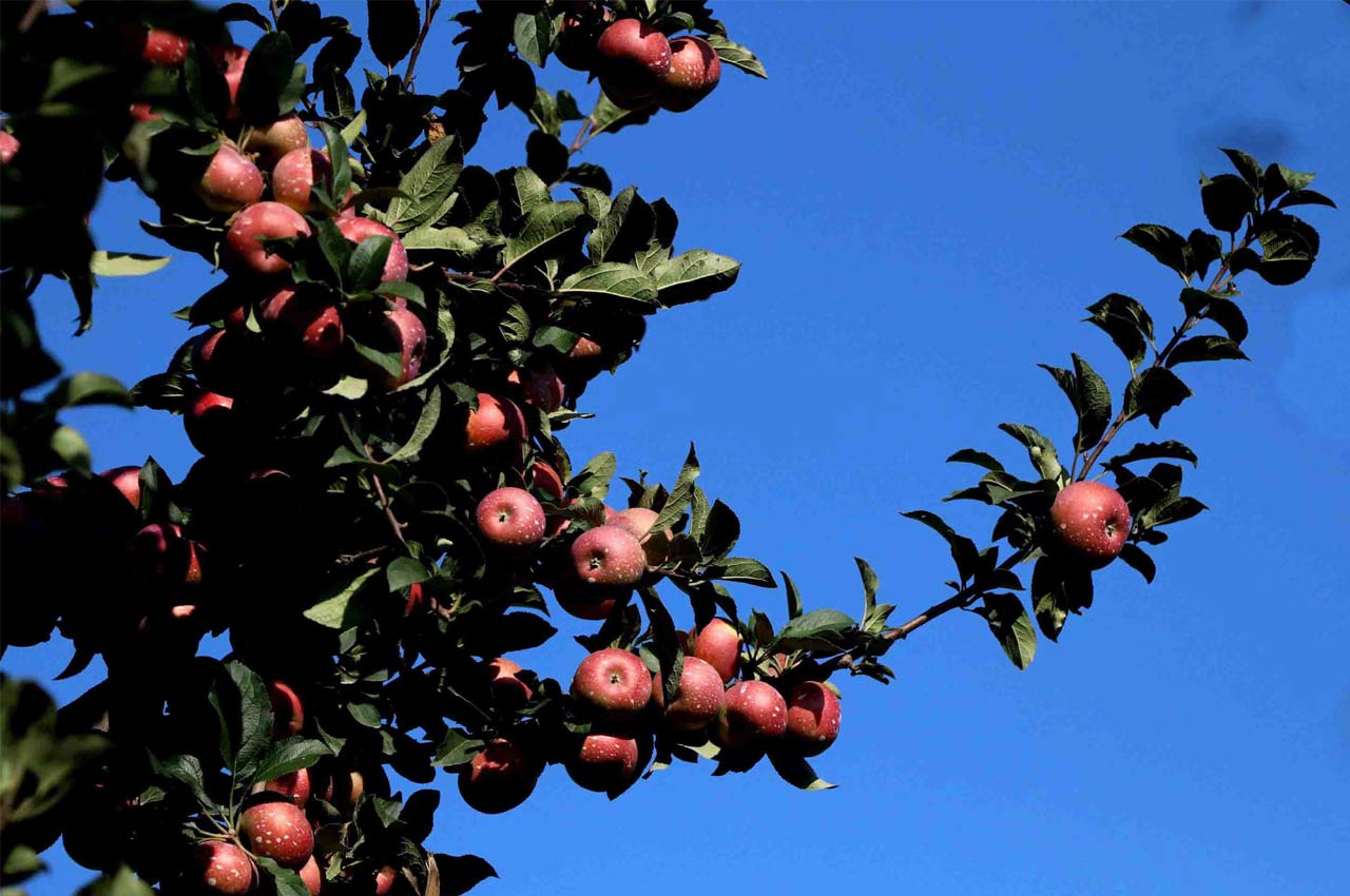 Apple-(21)