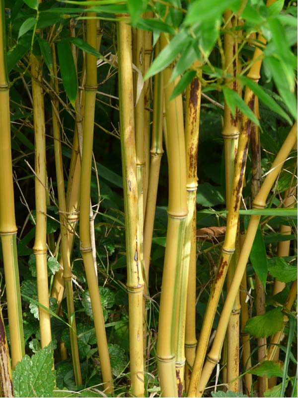 Bamboo-Culm_Photo_Hans-Brax