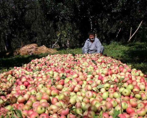apple farmers in the Kashmir