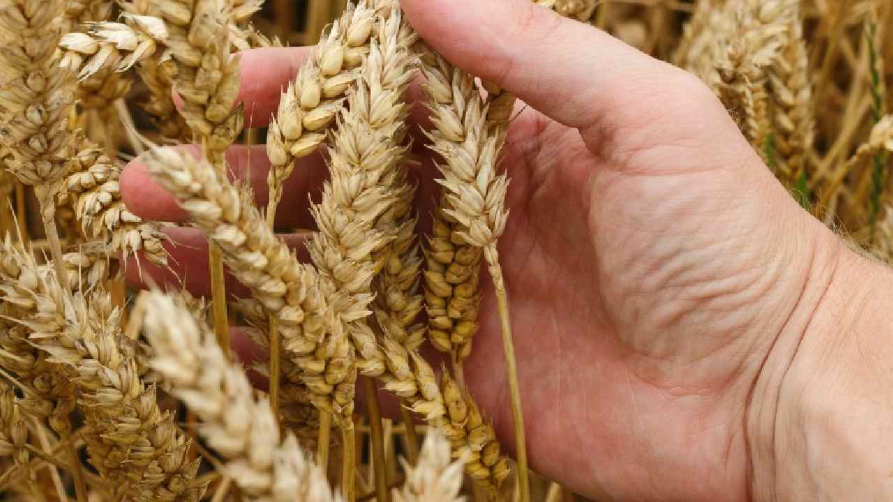 Wheat Export Ban