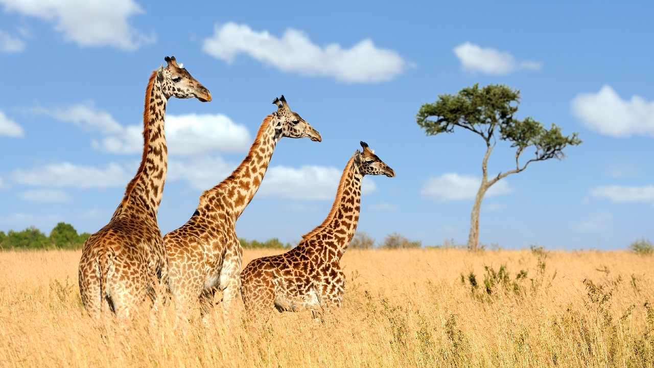 Giraffes, Parrots and Oaks, Among Some of the Endangered Species Facing  Extinction, Report - Tatsat Chronicle Magazine