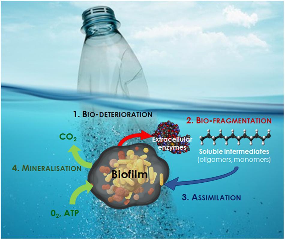 Stages_of_marine_plastic_biodegradation_Wiki Cmmons