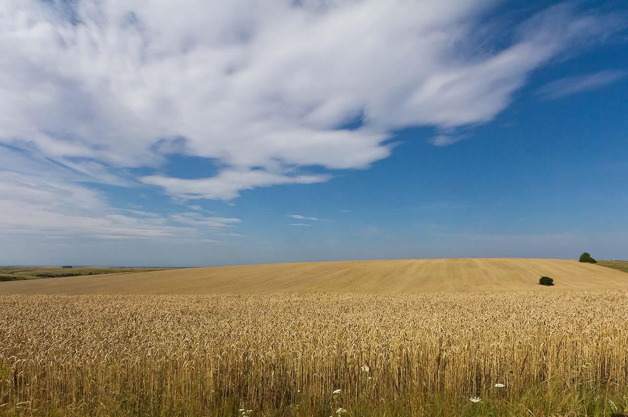 Wheat_fields_in_Ukraine_Wiki Commons