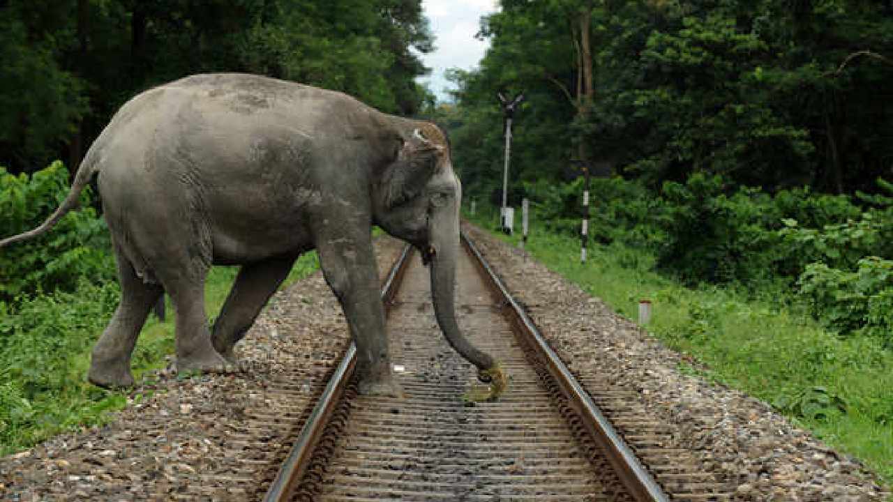 Elephant Deaths Due to Train Accidents