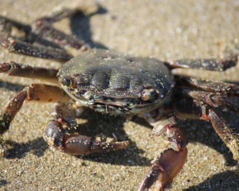 Crab Shells to Make Biodegradable Electrolytes