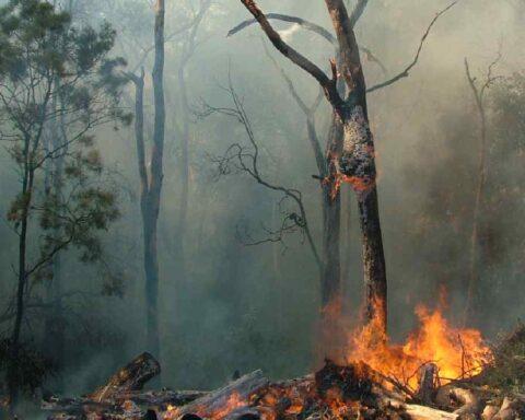 Forest fires_climate change
