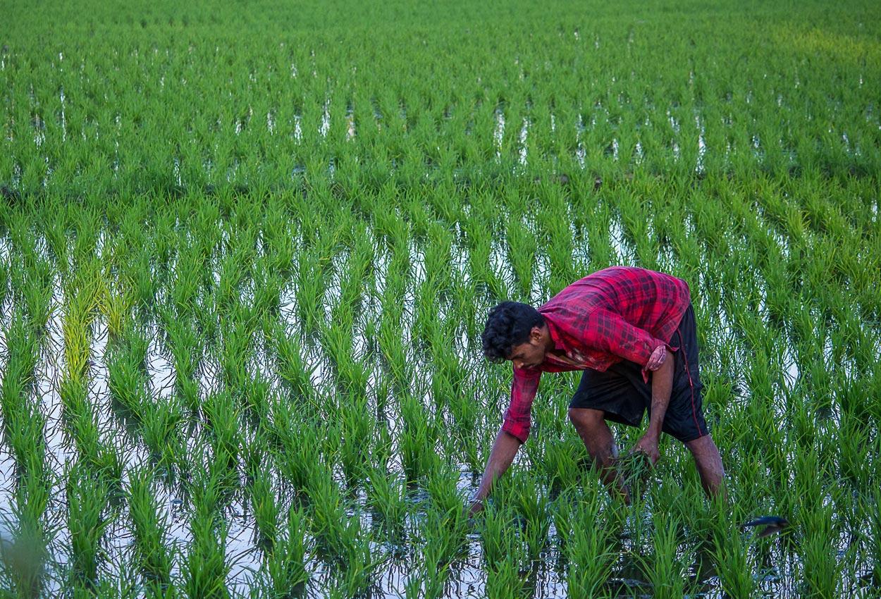 At nature’s mercy: Indian agriculture