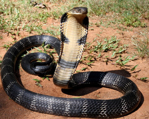 Cobra venom