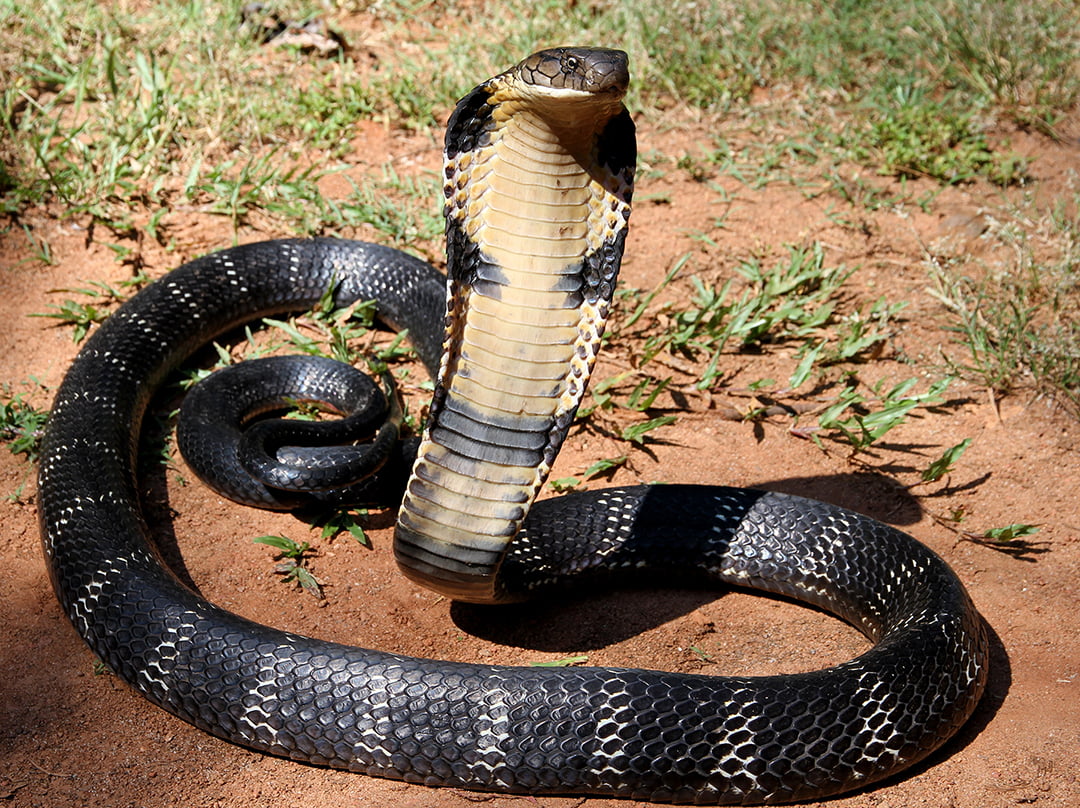 Cobra venom