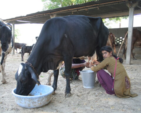 Dairy sector