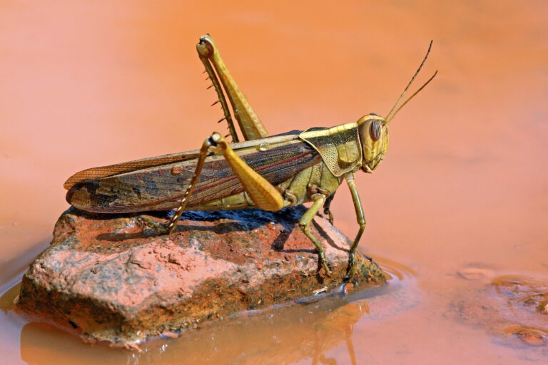 Golfrise Insect IPCC report warns of rise in population of insects due to effects of ...