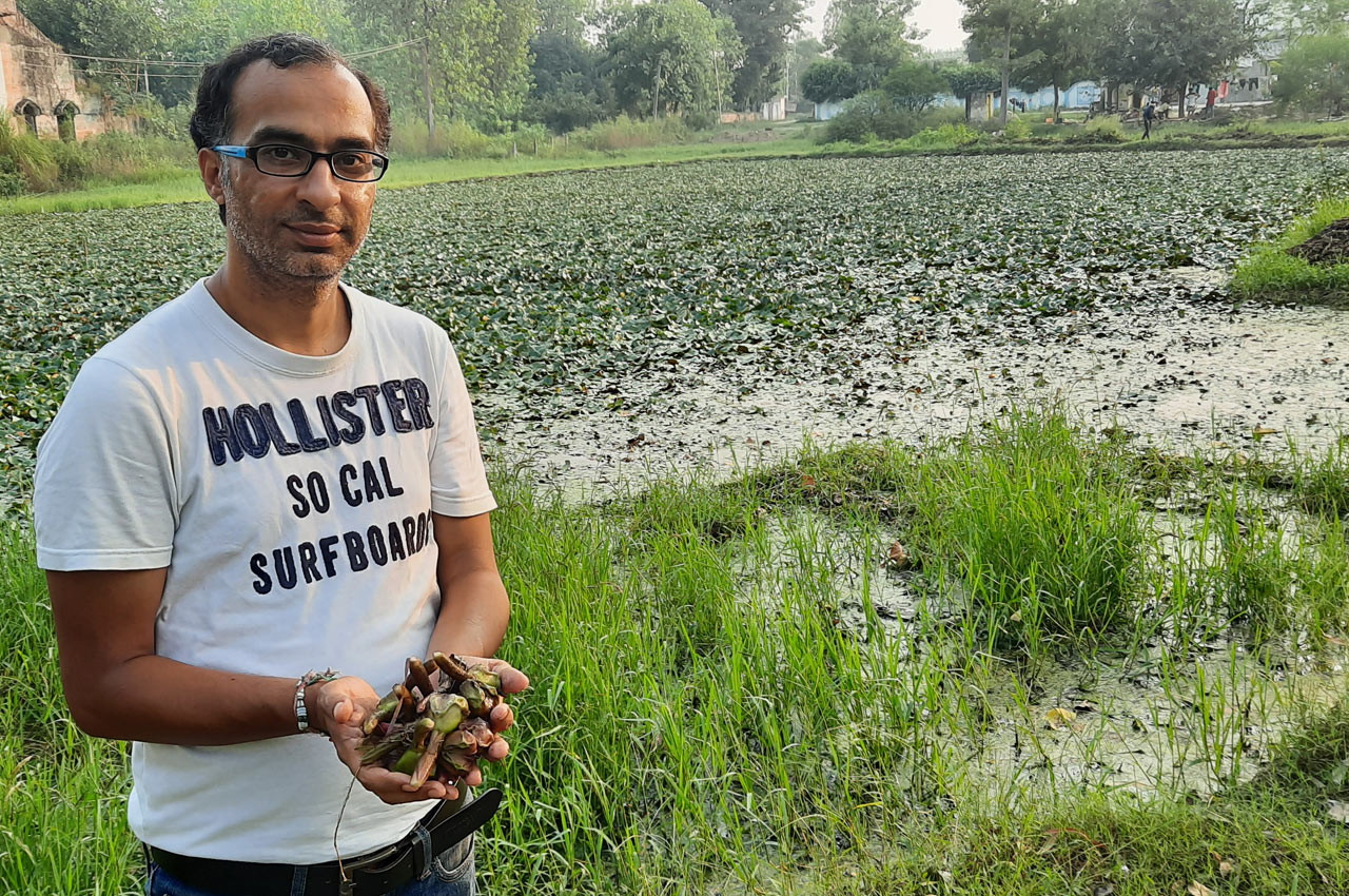 Water-hyacinth-roots