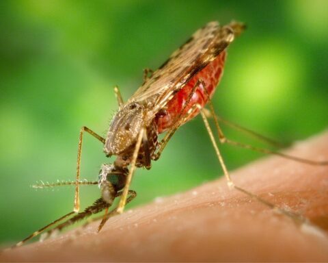Elimination of Malaria