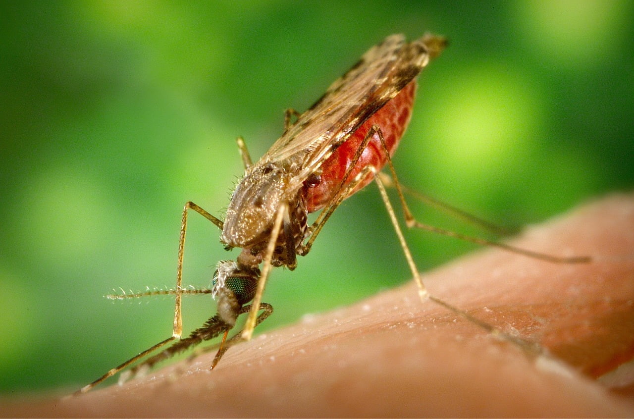 Elimination of Malaria