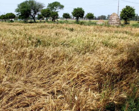 Damaged-wheat-in-Haryana-due-to-unseasonal-rains