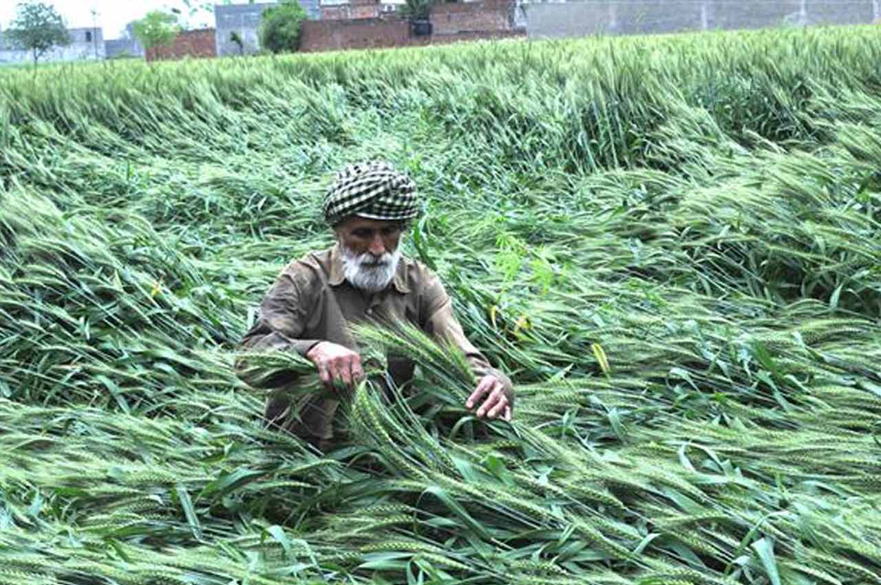 Farmer-inspecting-damaged-wheat-crop_Photo_Ramandeep-Singh-Mann_Twitter