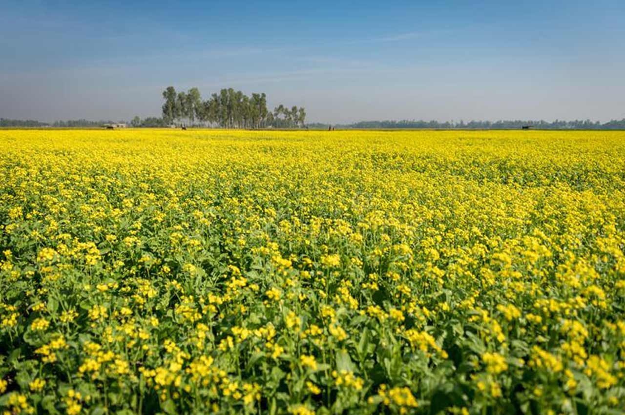 beautiful-landscape-sunny-day-mustard-flower-field-bogra-bangladesh-landscape-mustard-flower-field-202291115