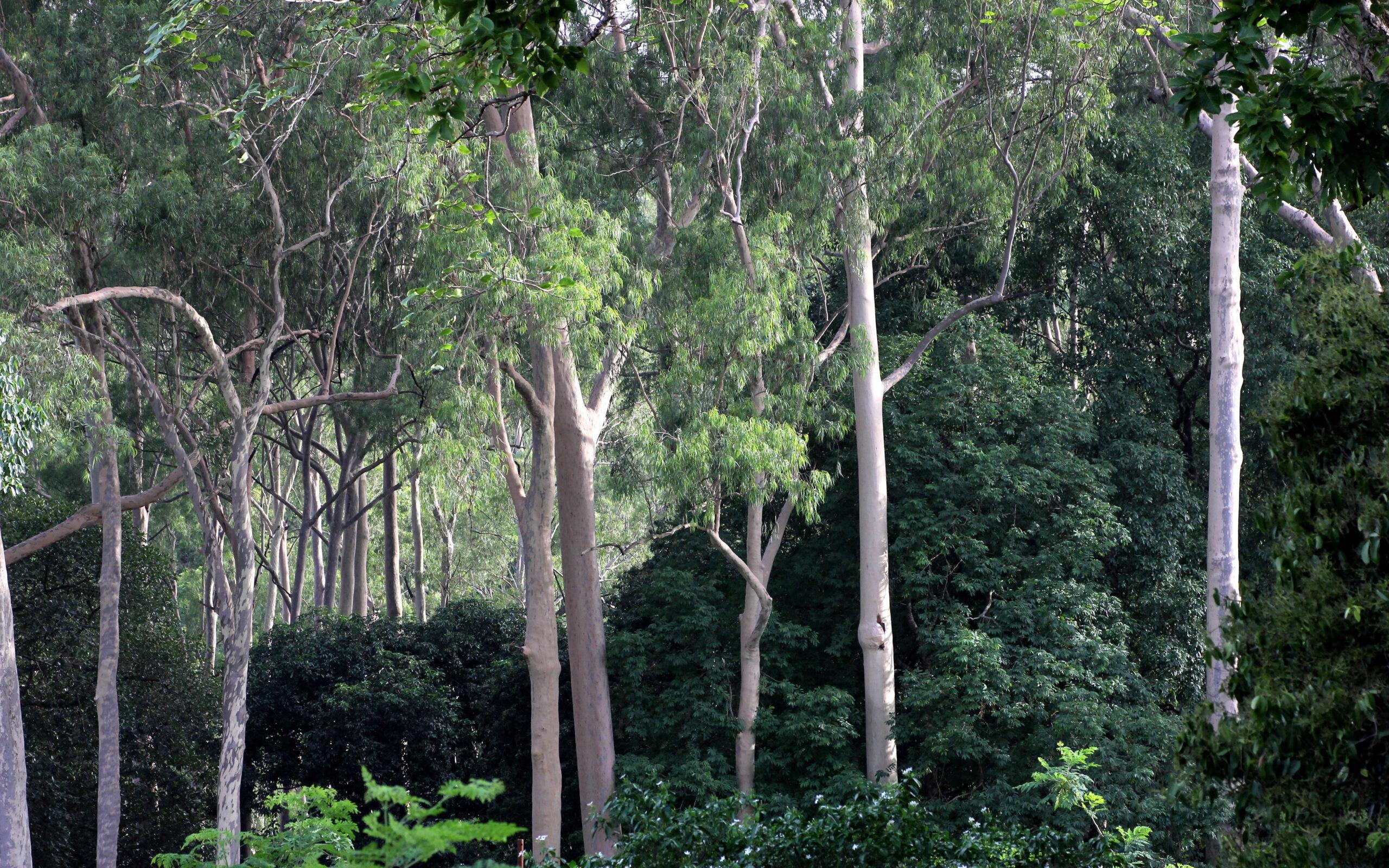 Forest
